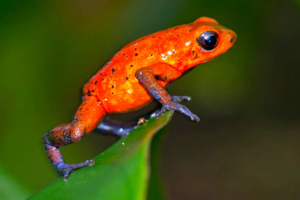istock Dart Poison Frog, Blue Jeans, Tropical Rainforest, Costa Rica 1309044621