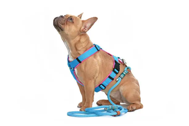 Side view of red fawn French Bulldog dog wearing teal harness with rope leash isolated on white background