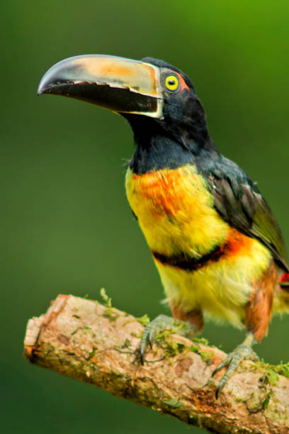 istock Collared Aracari, Tropical Rainforest, Costa Rica 1309044809