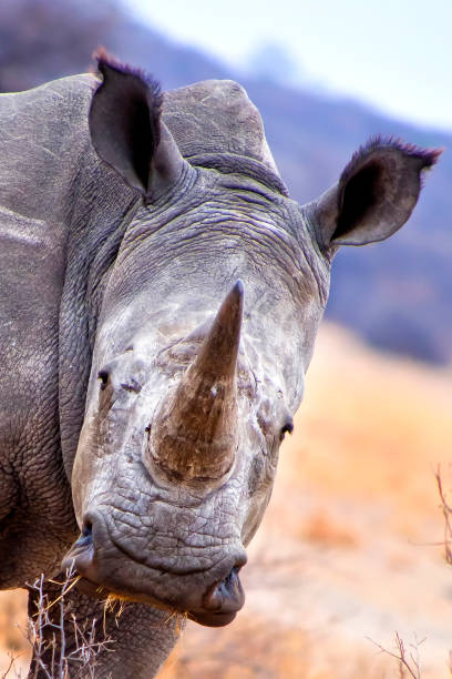 istock White Rhinoceros, Khama Rhino Sanctuary, Botswana 1309044861