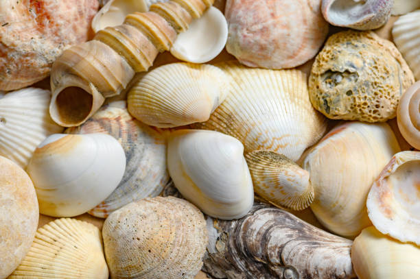 istock Seashells of various shapes and types. Background 1309047501