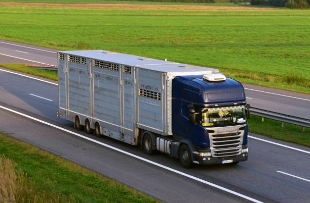 animal transporter truck driving on a highway. semi-trailer truck scania with animals in trailer on motorway - domestic car color image horizontal car imagens e fotografias de stock