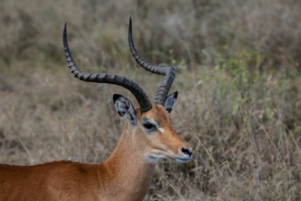 istock Male impala in Ngorongoro 1309048151