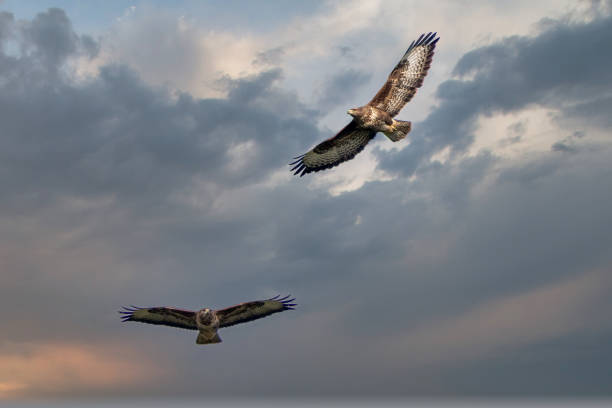 two common buzzards in the sky - eurasian buzzard imagens e fotografias de stock