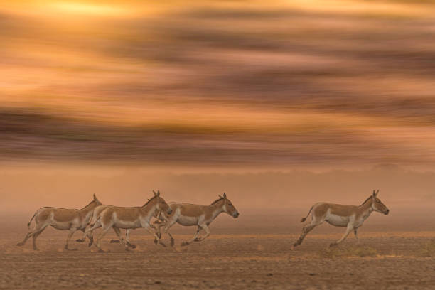 istock Sunrise in the wild 1309049320