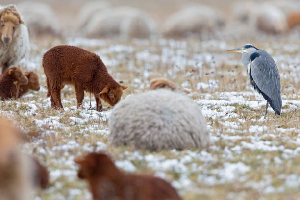 A grey heron (Ardea cinerea) foraging on a cold winter morning between sheeps and goats.