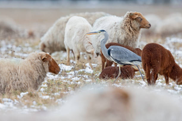 istock A grey heron (Ardea cinerea) foraging on a cold winter morning between sheeps and goats. 1309049638