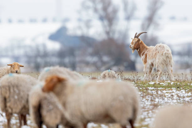 istock A group of goats and sheep foraging in a meadow with snow. 1309049749