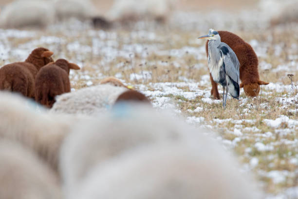 istock A grey heron (Ardea cinerea) foraging on a cold winter morning between sheeps and goats. 1309049849