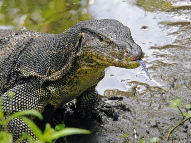 istock Malayan Water Monitor Lizard 1309050601