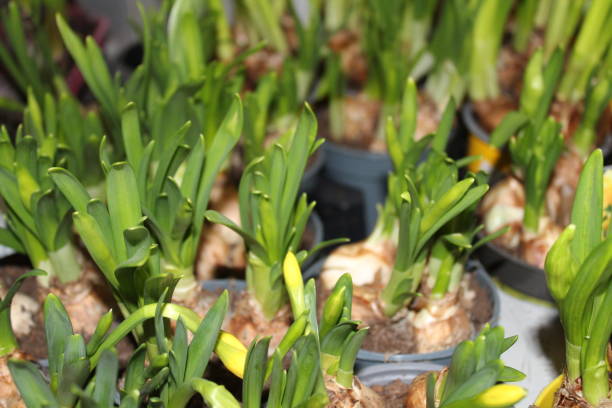 istock beautiful narcissus flowers in the spring 1309050839