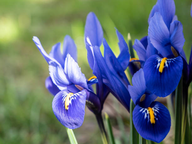 istock Iris flowers in the spring garden 1309051350