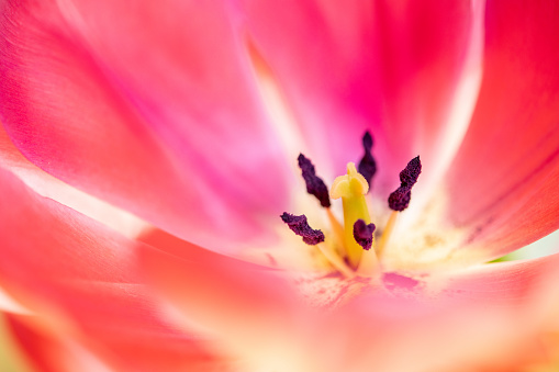 Stamen of tulip