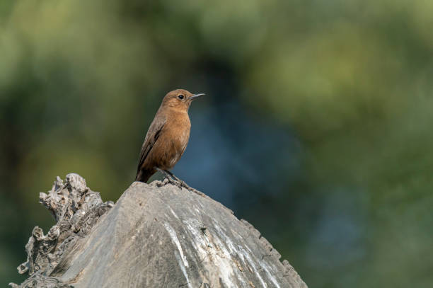 istock The brown rock chat or Indian chat 1309052667