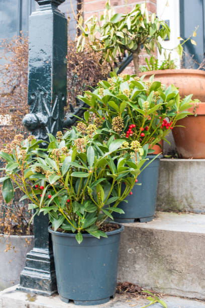 istock flower pots in Amsterdam 1309055072