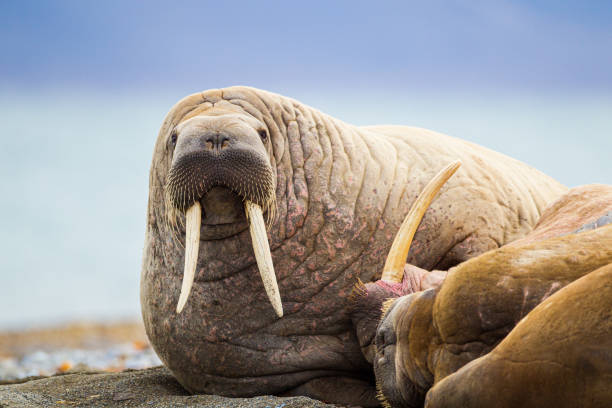 북극권 해변에서 물가를 그리는 월러스 - walrus 뉴스 사진 이미지