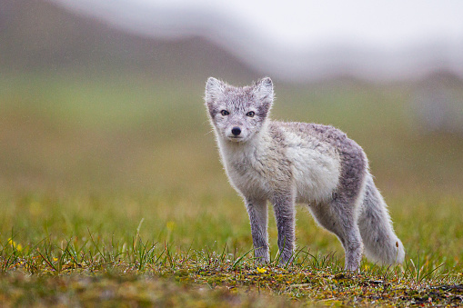 Arctic Fox cub running around on the tundra in the Arctic