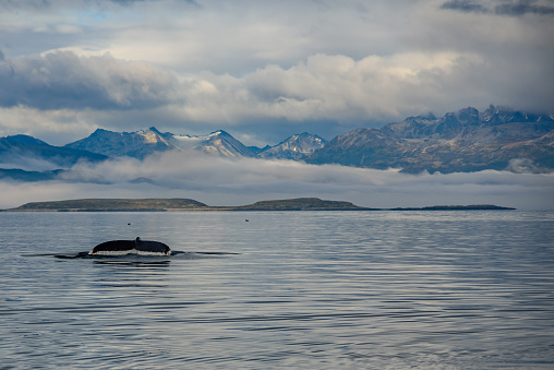 Wildlife whales swimming in the Beagle Channel in Ushuaia, Argentina.