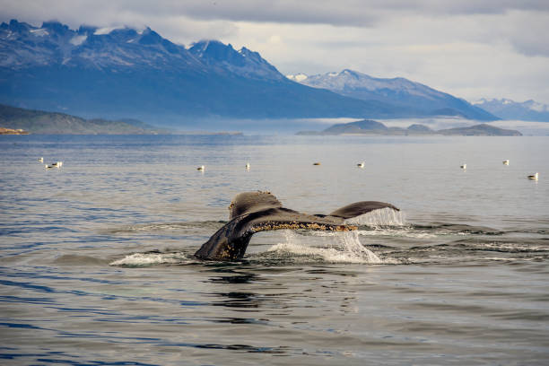 Wildlife whales in Ushuaia, Argentina Wildlife whales swimming in the Beagle Channel in Ushuaia, Argentina. tierra del fuego national territory stock pictures, royalty-free photos & images