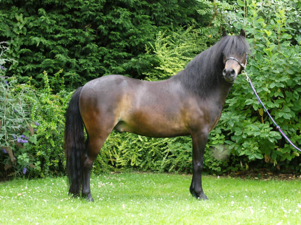 istock Pretty Black Horse 1309057898