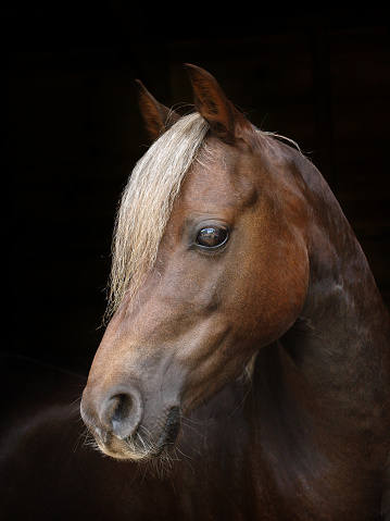 A head shot of a Welsh Section B pony against a black background.