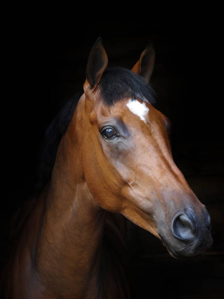 istock Bay Horse Headshot 1309057928