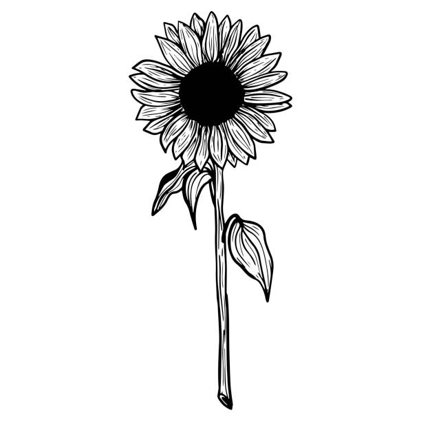 Sunflower flower. Black and white illustration of a sunflower, linear art. Hand-drawn decorative blooming sunflower element in vector Sunflower flower. Black and white illustration of a sunflower. Linear art. Hand-drawn decorative blooming sunflower element in vector helianthus stock illustrations