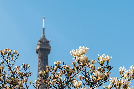 Blooming magnolia against the Eiffel Tower and blue sky. Paris, France. March 23, 2021.