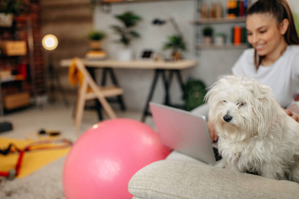istock Young woman doing exercise in room with laptop 1309060367