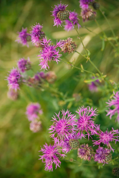 istock pink wild flowers in green grass, closeup 1309061341
