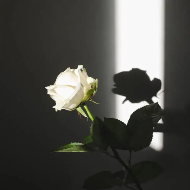 Photo of White fresh rose and shadows on the wall. Silhouette in sunlight. Minimal interior decoration concept.