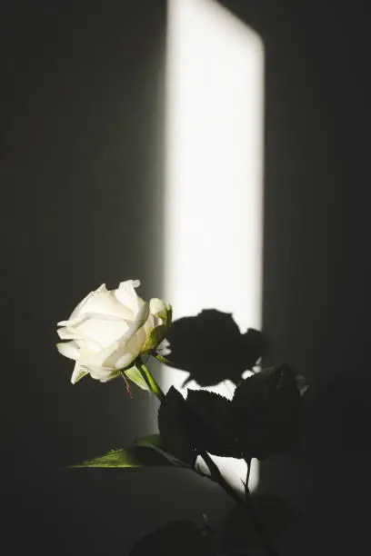 Photo of White fresh rose and shadows on the wall. Silhouette in sunlight. Minimal interior decoration concept.