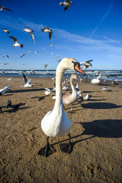 istock Swan on the beach, sea landscape. 1309062746