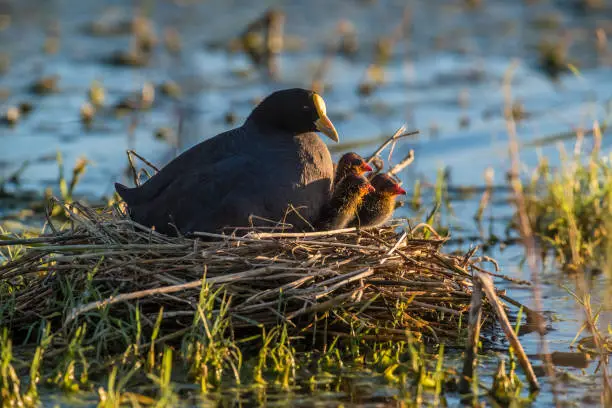 Fulica leucoptera. The Pampa Argentina