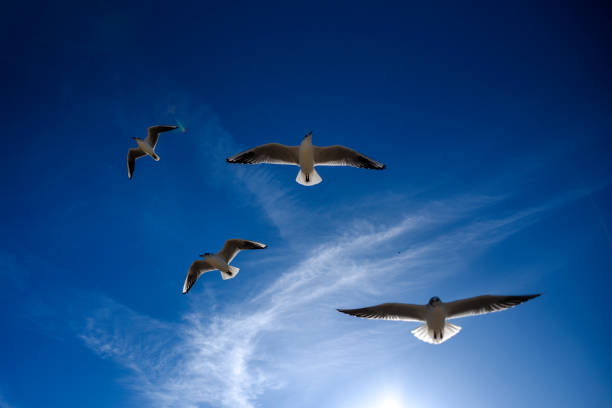istock Gulls flying in the blue sky. 1309063070