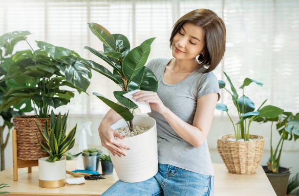 緑の葉の植木鉢を持つアジアの美しい女性の手の肖像画。自宅で灰色のtシャツガーデニングでヒスパニックの女の子。家のロックダウンコンセプトの間に緑の環境、趣味や余暇を行く - orchid flower single flower green ストックフォトと画像