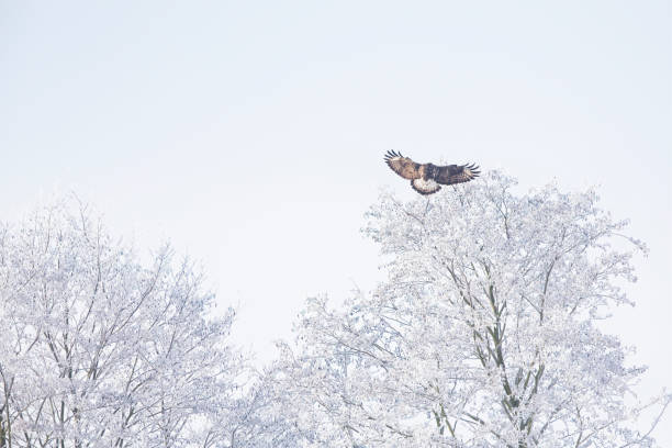 A rough-legged hawk (Buteo lagopus) landing in a tree with its wings spread out.