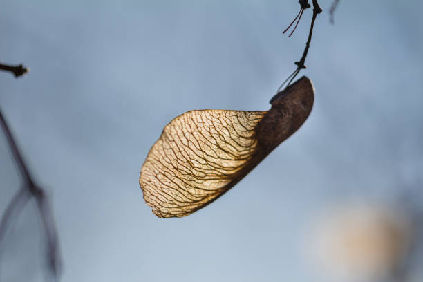 Maple Tree Keys 300+ Maple Seed Helicopter Stock Photos, Pictures & Royalty-Free Images ...