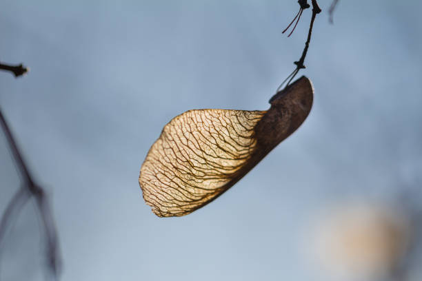 сухие ключи клена (семена) на ветке дерева весной - maple keys seed maple tree transparent стоковые фото и изображения