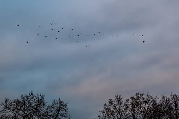 istock Flock of birds in the sky 1309064301