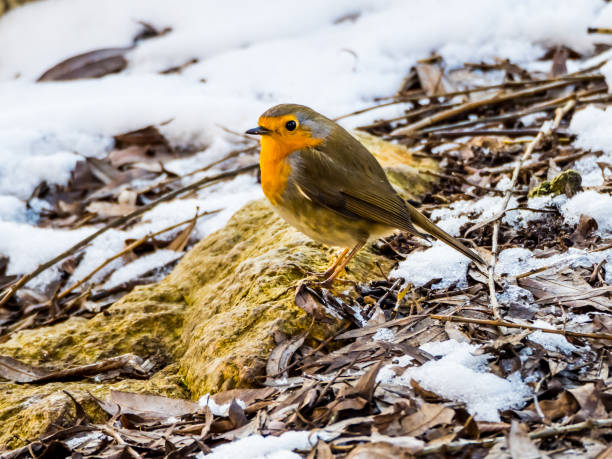 istock Cute robin standing on snowy ground 1309064315