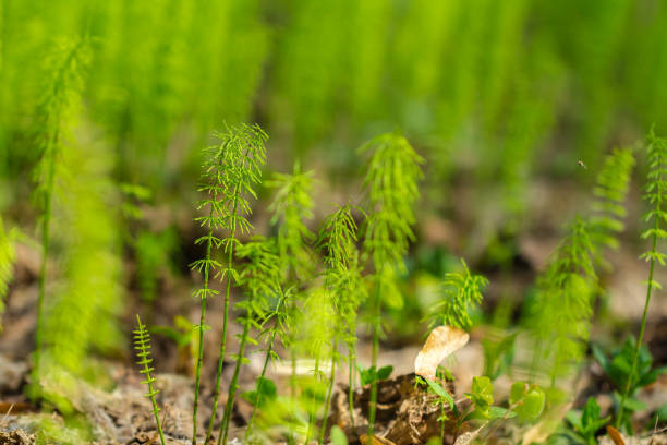 Many horsetail sprouts in spring forest on a sunny day