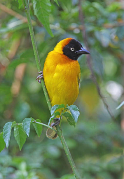 istock Lesser Masked Weaver 1309064386