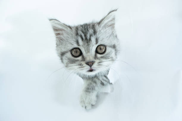 istock Little  Scottish Straight kitten stuck its muzzle into a hole in a torn white sheet of paper background. 1309064465