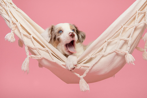 Cute tired border collie puppy lying in a hammock yawing  on a pink background