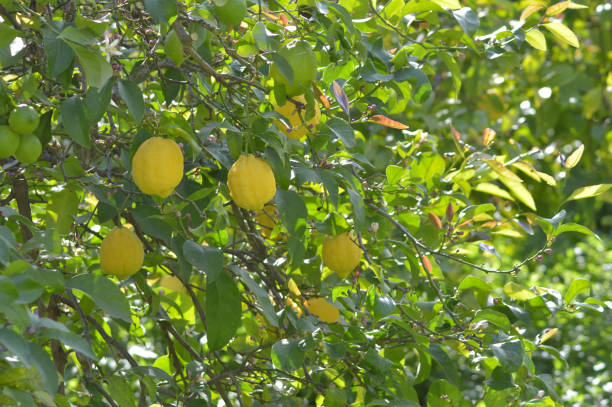 istock Natural lemons hanging in tree a sunny evening 1309066025
