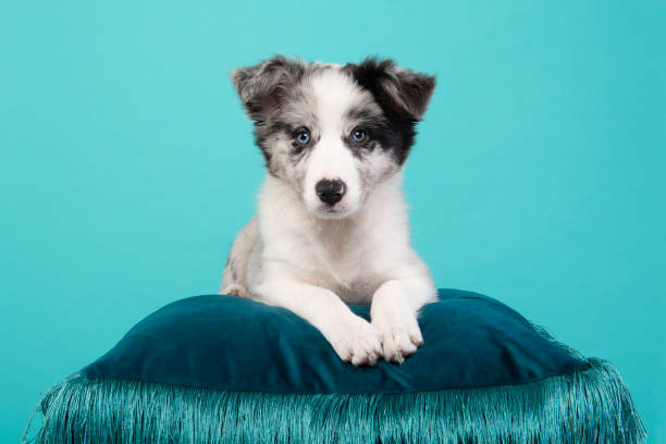 istock A young border collie puppy lying down looking at the camera on a blue pillow on a blue background 1309067447