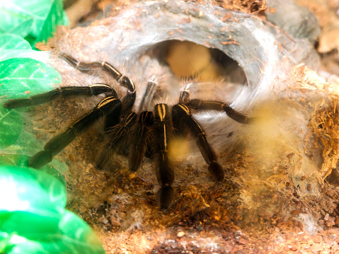 Ephebopus murinus, skeleton tarantula coming out of hiding