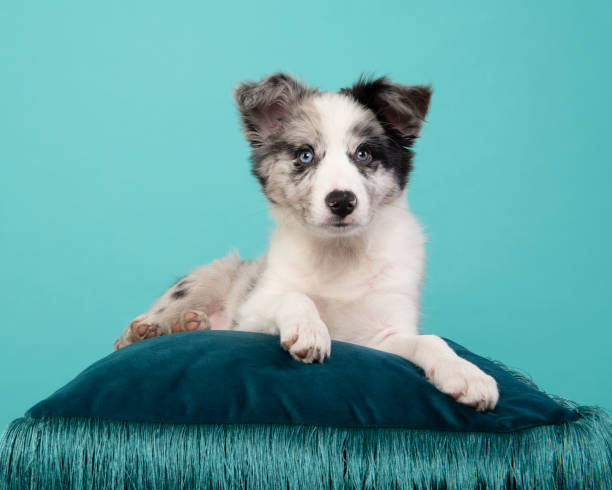ein junger border collie welpe liegt auf einem blauen kissen auf blauem hintergrund - dog puppy lying down looking at camera stock-fotos und bilder