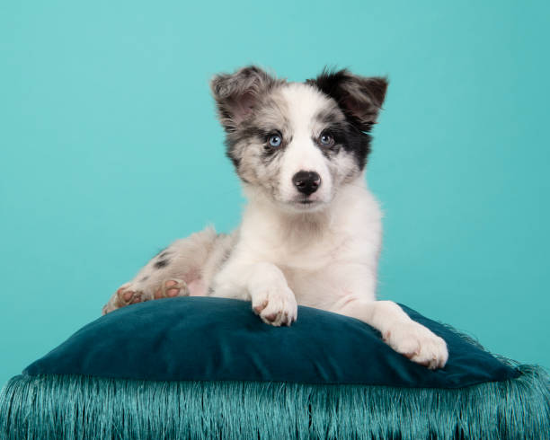 istock A young border collie puppy lying down on a blue pillow on a blue background 1309067559